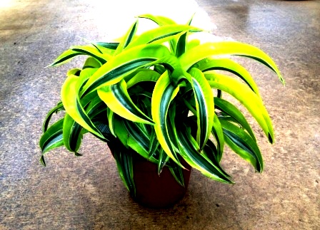 6" Dracaena Lemon Surprise